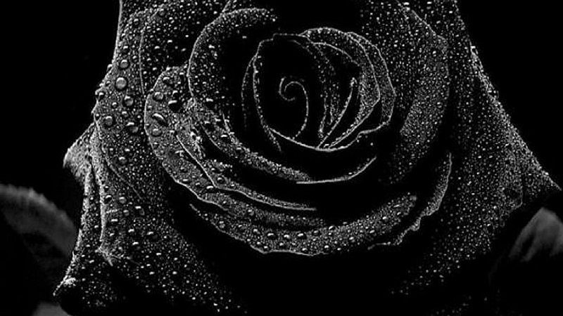 rosas negras, rosa negra cubierta de rocío