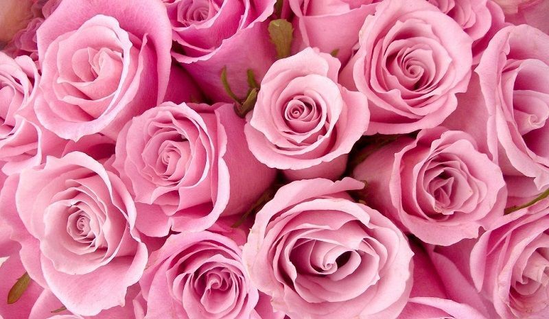 Significado de las Rosas Rosadas