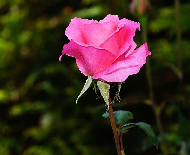 significado de las rosas rosas, una sola rosa rosa