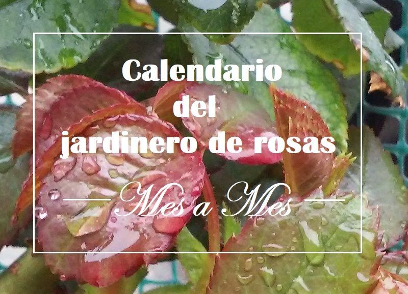 tiempo de rosas, calendario del jardinero de rosas