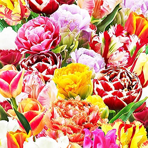 25x Tulipanes Bulbos Flores primavera Bulbos Tulipanes de colores Mezcla Bulbo Tulipan