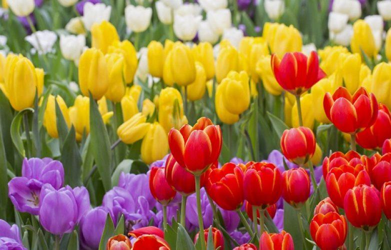 tulipanes-1-782x500