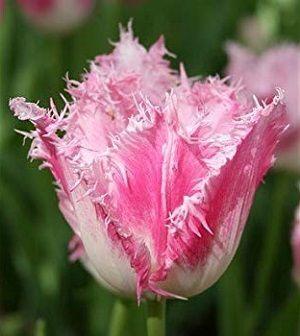 tulipanes-ficha