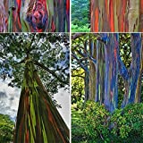 50 Piezas De Plantación De Jardín Hawaii Roison Semillas De Eucalipto árbol De Adorno Fácil De Cultivar