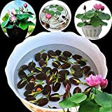 Bowl Lotus Seeds, 1 bolsa Lotus Seeds Mini Non GMO Mixed Bonsai Lotus Bowl Semillas para jardín