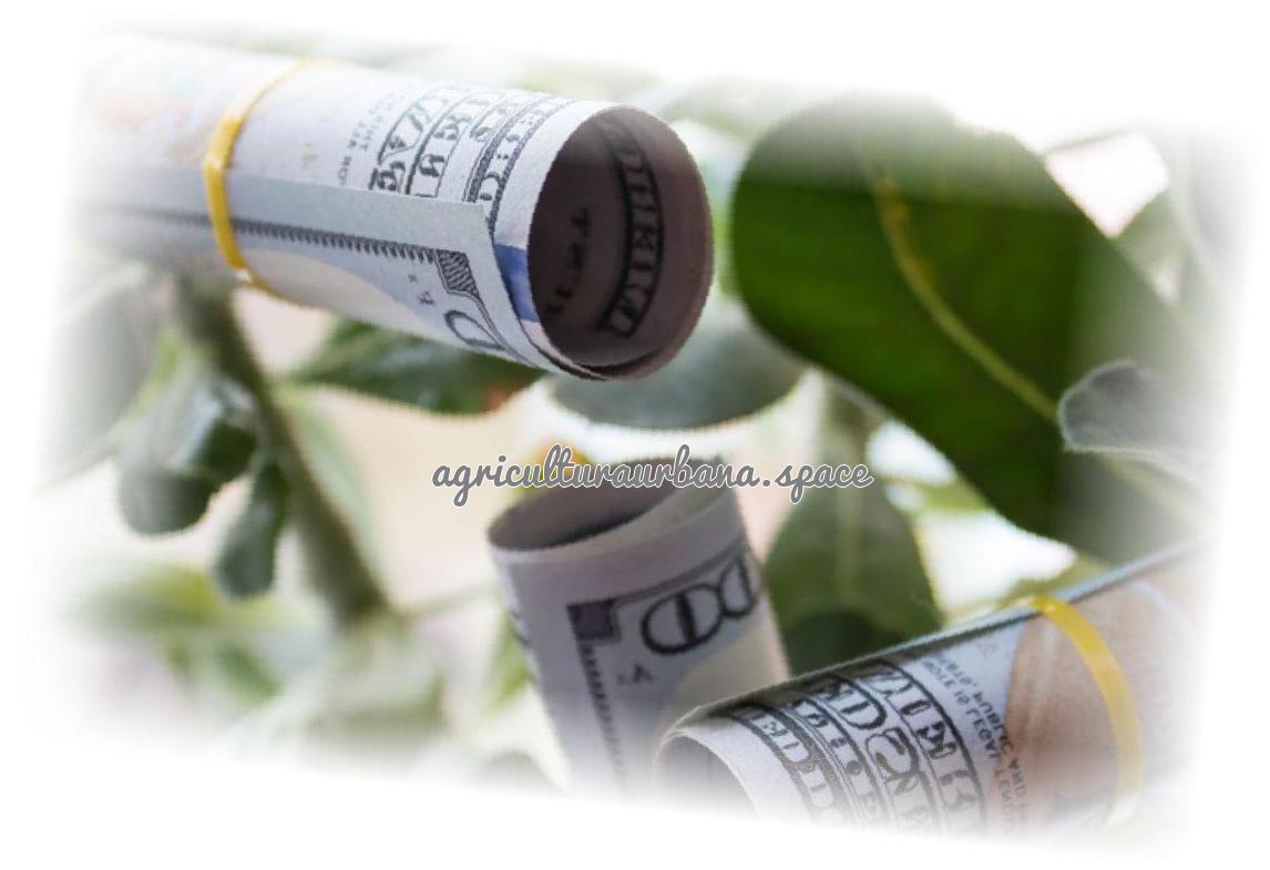 ¿Cómo cultivar dinero en los árboles… o albahaca por lo menos?