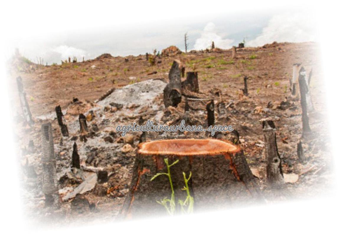 Especial Día de la Tierra 2018: Parte 1 – Limpieza de Alimentos y Tierras