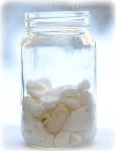 Cortesía de Growing A Jeweled Rose