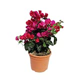 Buganvilla Planta Natural con Flor Rosa en Maceta de 15cm Bougainvillea Bugambilia