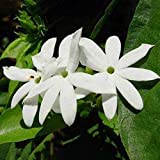 100 semillas de jazmín alargadas para plantas de jardín y balcón, decoración de tejado, jazminum Elongatum Willd