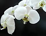 Orquídeas Phalaenopsis 20 piezas Semillas Hermoso jardín Bonsai Balcón Flor Mariposa Orquídea Bonsai Flor hidropónica Planta para cuatro estaciones(Blanco)