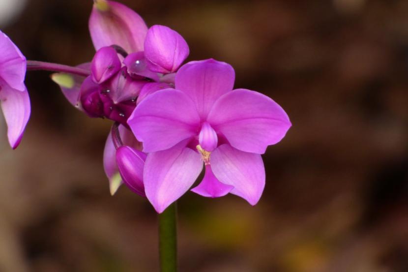 Orquídea de tierra