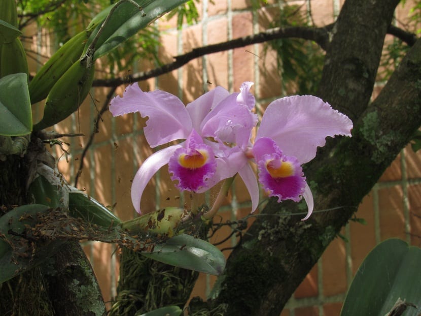 dos orquideas que aparecen de un gran tronco