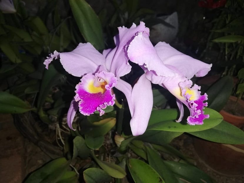 https://rosalandia.com/como-reproducir-orquideas.html