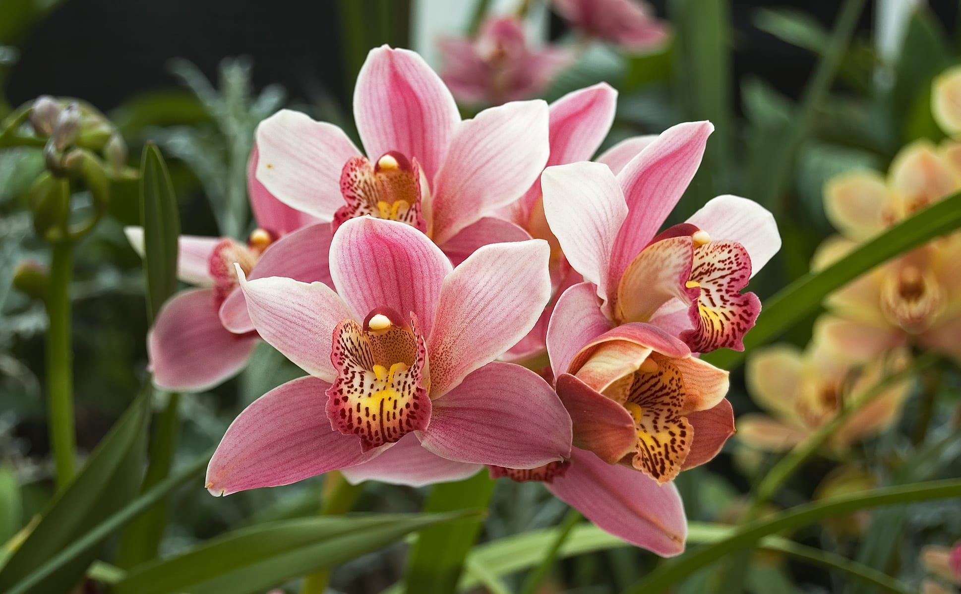 Cuidados de las orquídeas en invierno: riego, luz y frío