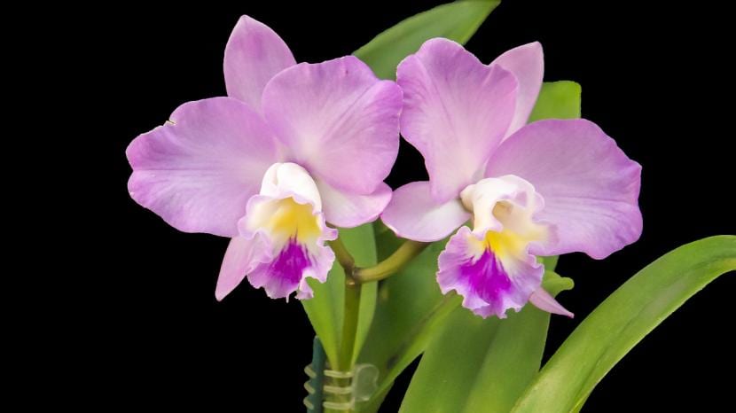 Orquídeas en verano: riego, luz y humedad con calor