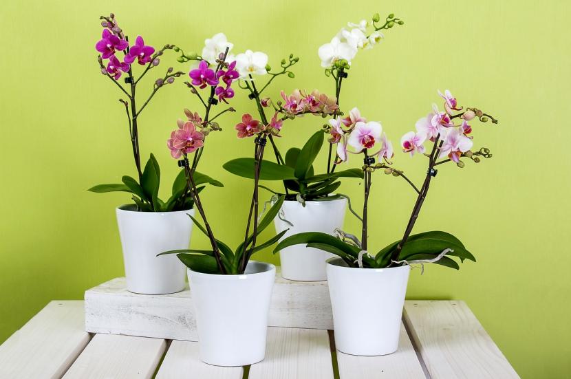 Orquídeas en maceta