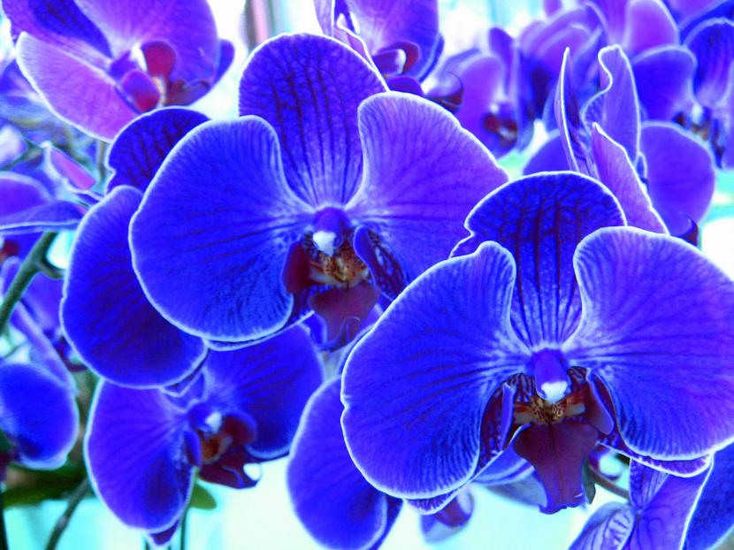 Orquídeas azules: cuáles son reales y cómo cultivarlas