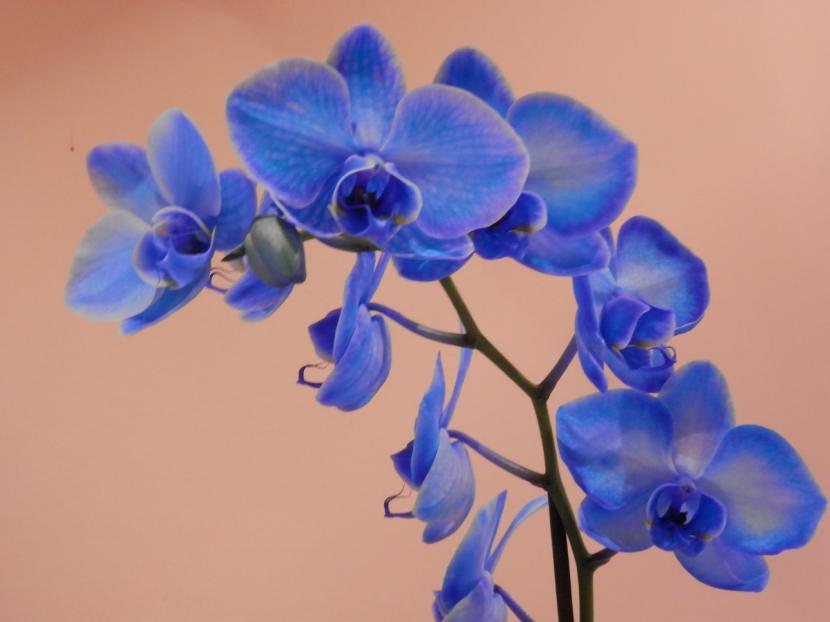 Flores azules