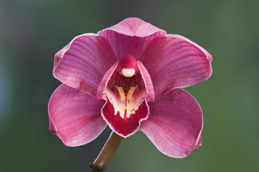 Señales de que tu orquídea necesita trasplante