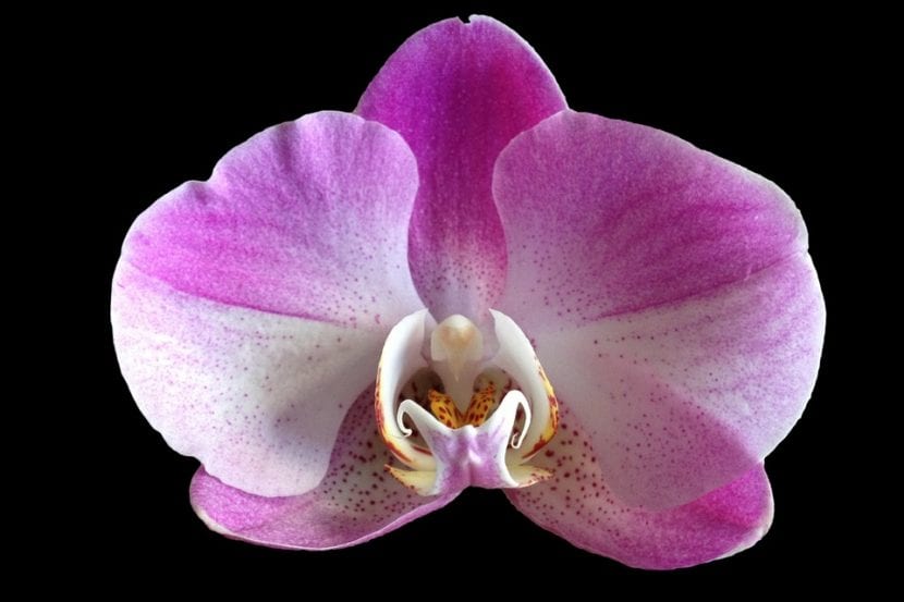 Flor púrpura de Phalaenopsis