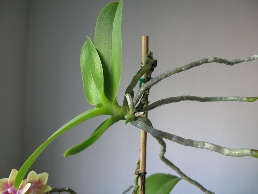 Keiki de orquídea Phalaneopsis