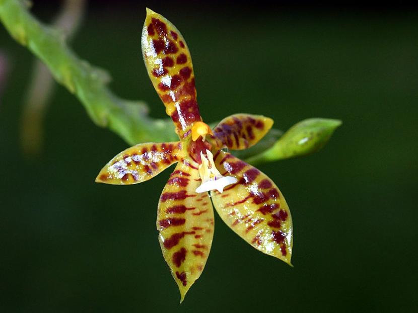 Phalaenopsis