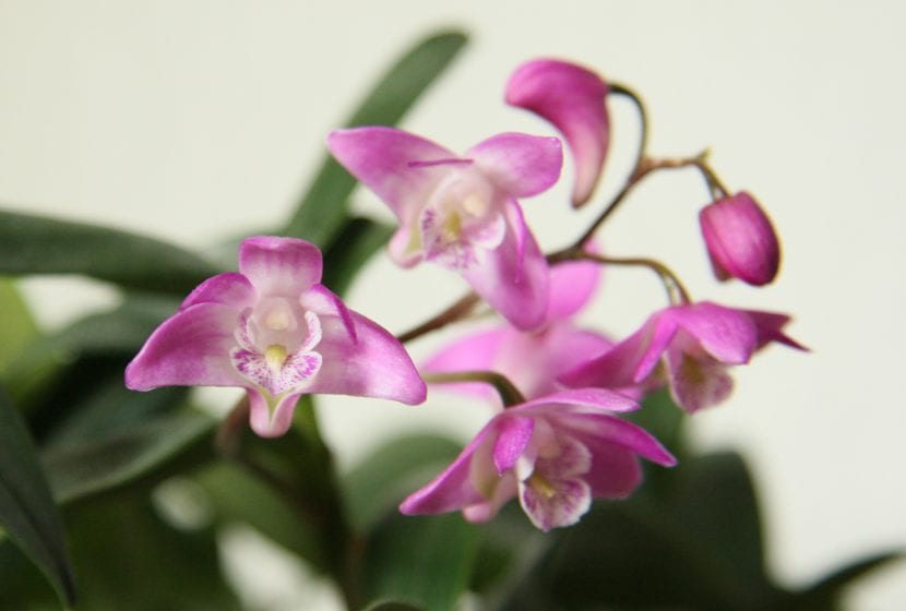 Dendrobium kinglanum