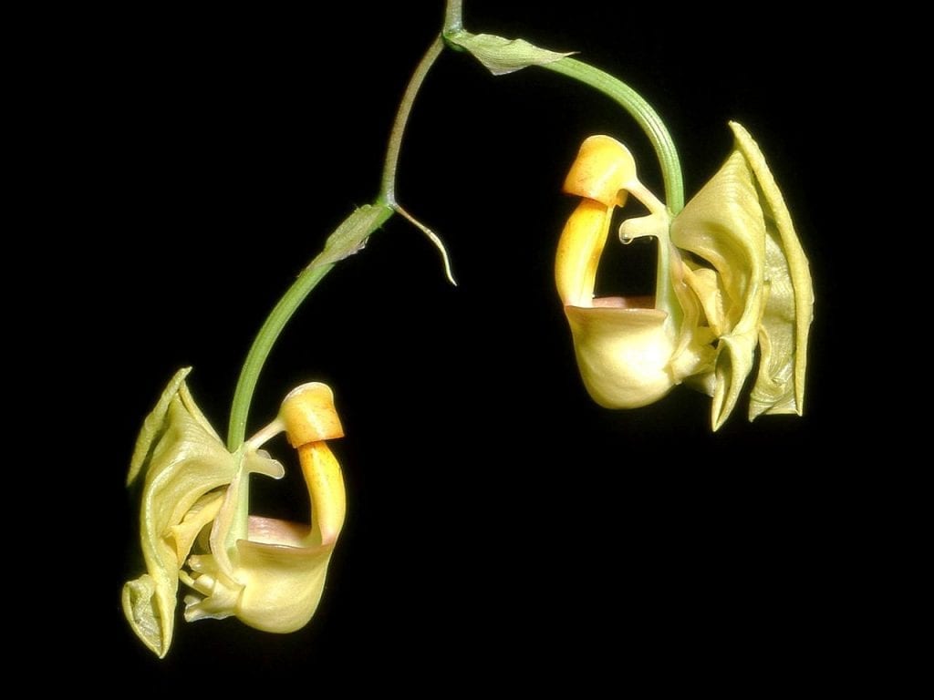 Coryanthes speciosa de flor amarilla