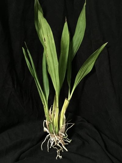 Planta de Coryanthes speciosa