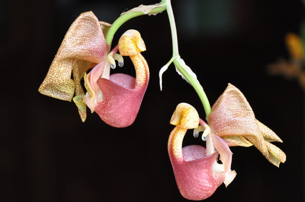 Coryanthes speciosa, la orquídea cubo y su cultivo