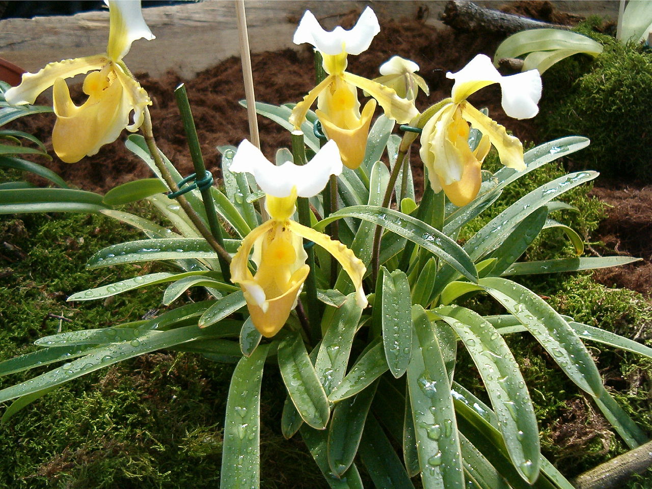 El Paphiopedilum es una orquídea terrestre