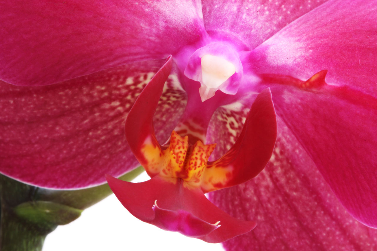 El sustrato para orquideas ha de tener buen drenaje