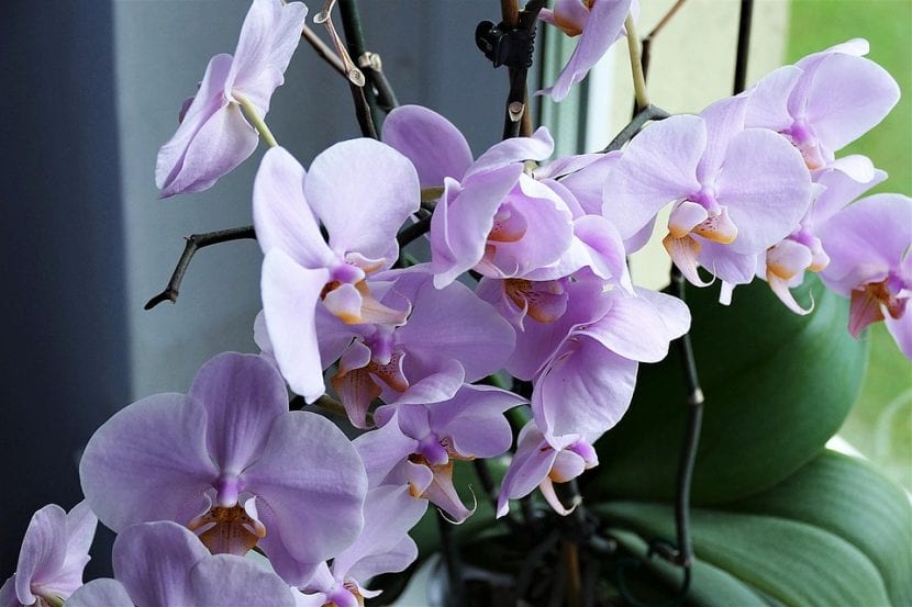 Las orquídeas son plantas originarias de las zonas intertropicales