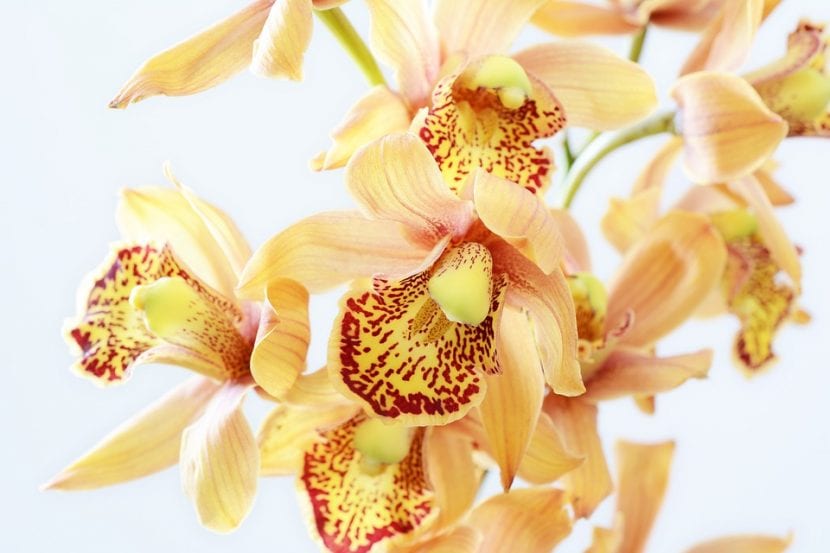 Las orquídeas son plantas tropicales