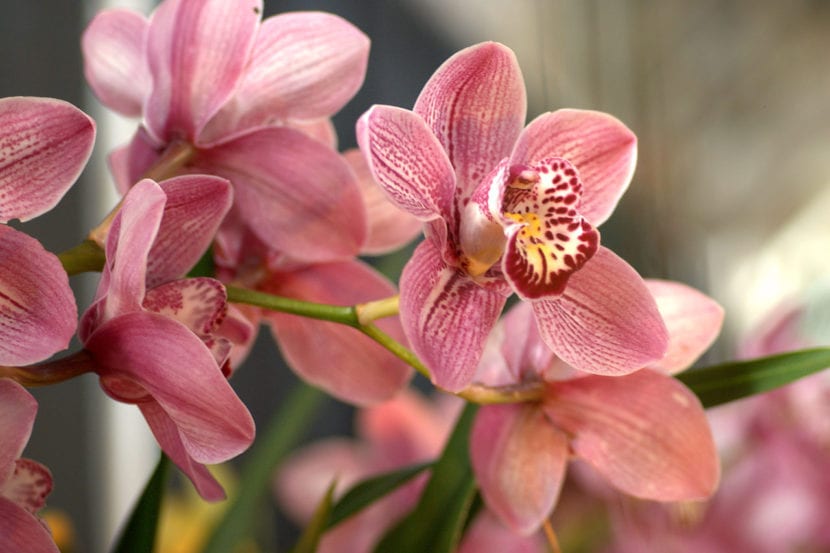 Cymbidium Kirby Lesh