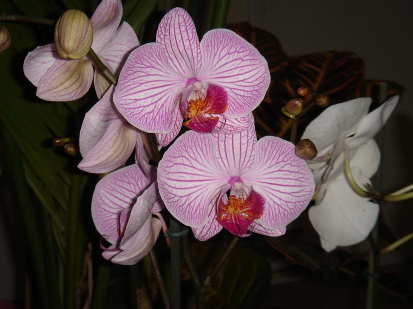Phalaenopsis