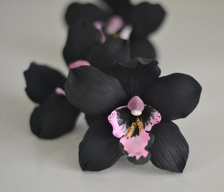 Flor oscura de orquídea negra vista de cerca