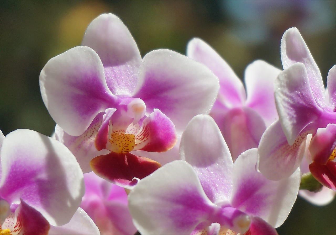 Cuidados de la orquídea Phalaenopsis en casa