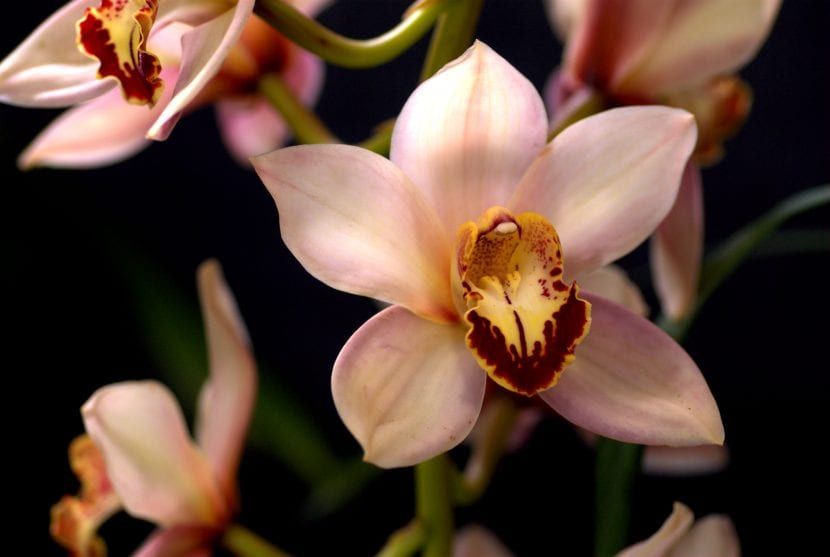 Híbrido de Cymbidium