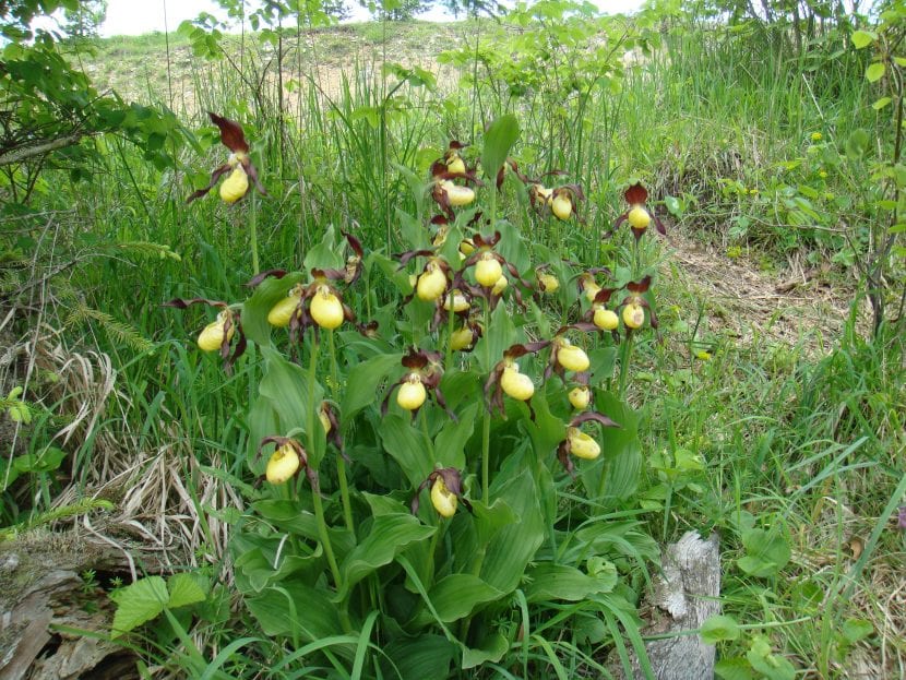 Cypripedium calceolus