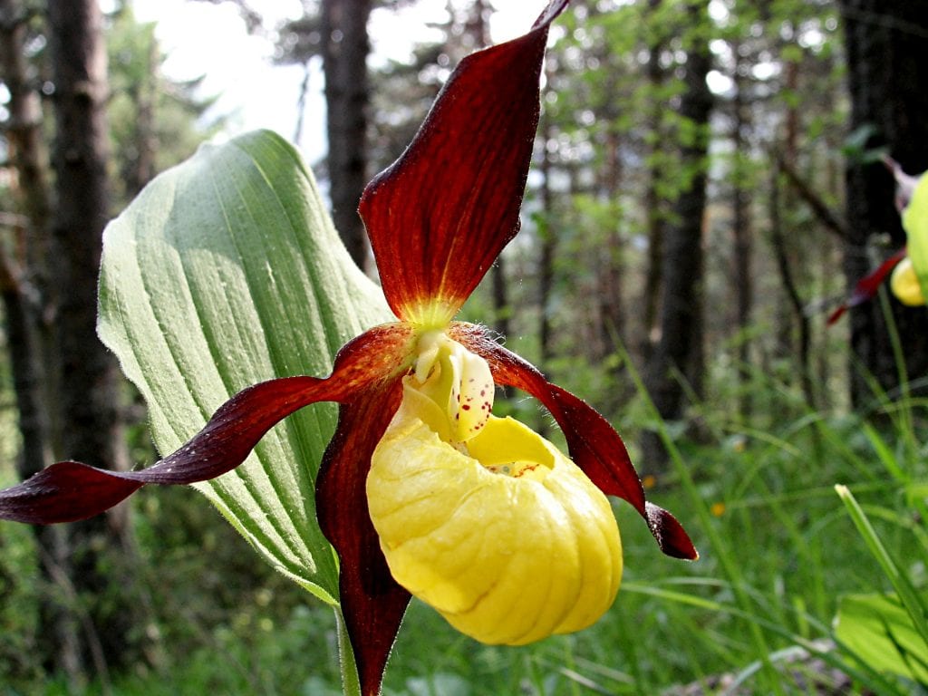 Cypripedium calceolus: cultivo legal del zapatito de dama