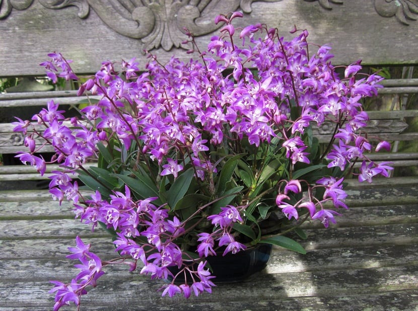 Dendrobium kingianum: cultivo, cuidados y floración