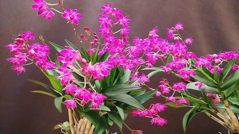varias ramas con pequeñas flores de color rosa