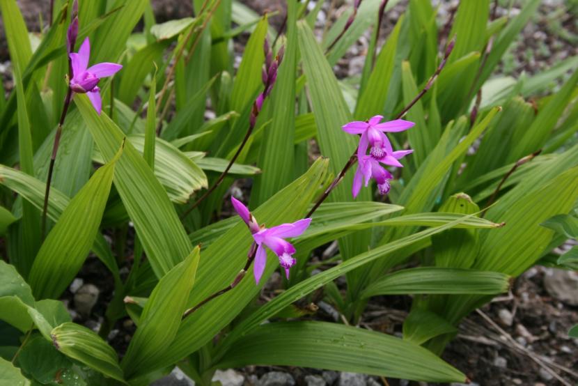 Bletilla striata