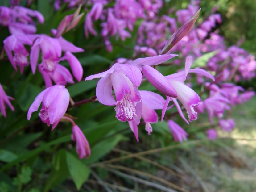 Flores de la Bletilla striata