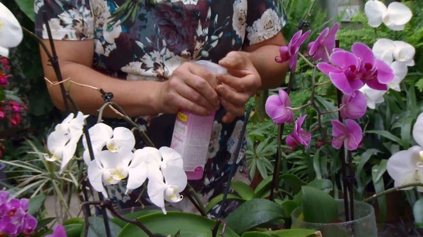 Abono para orquídeas: qué NPK usar y en qué época