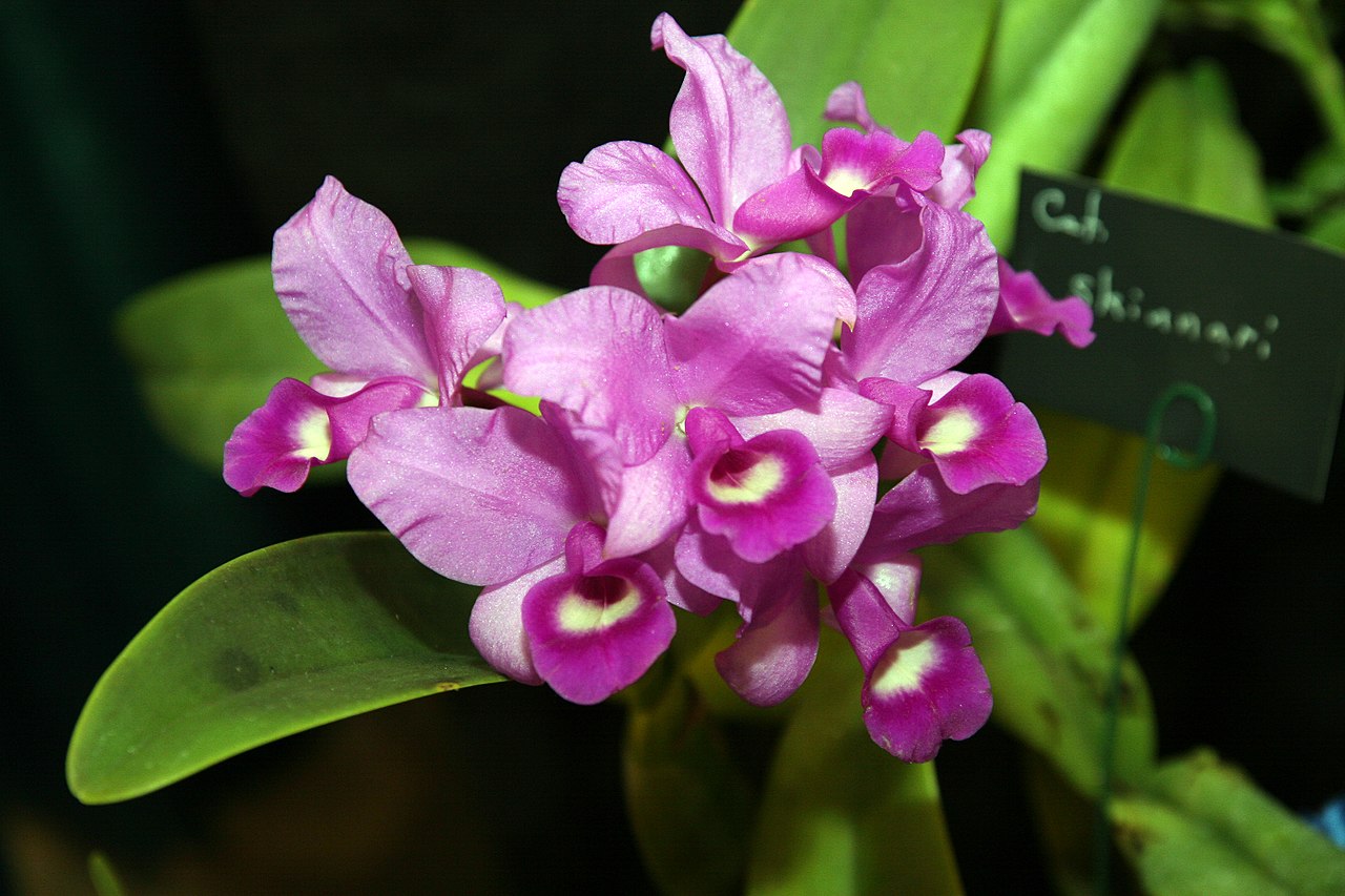 Vista de la Cattleya skinneri en flor