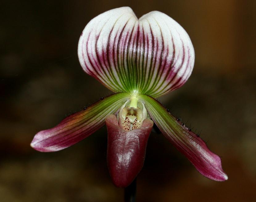 Zapatilla de Venus: cuidados del Paphiopedilum en casa