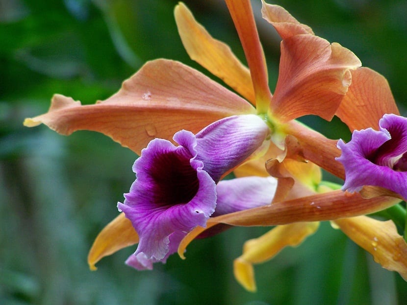 Laelia tenebrosa con la flor tipica de la orquidea de color morada
